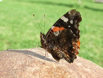 unpapillonaexpolain2.jpg